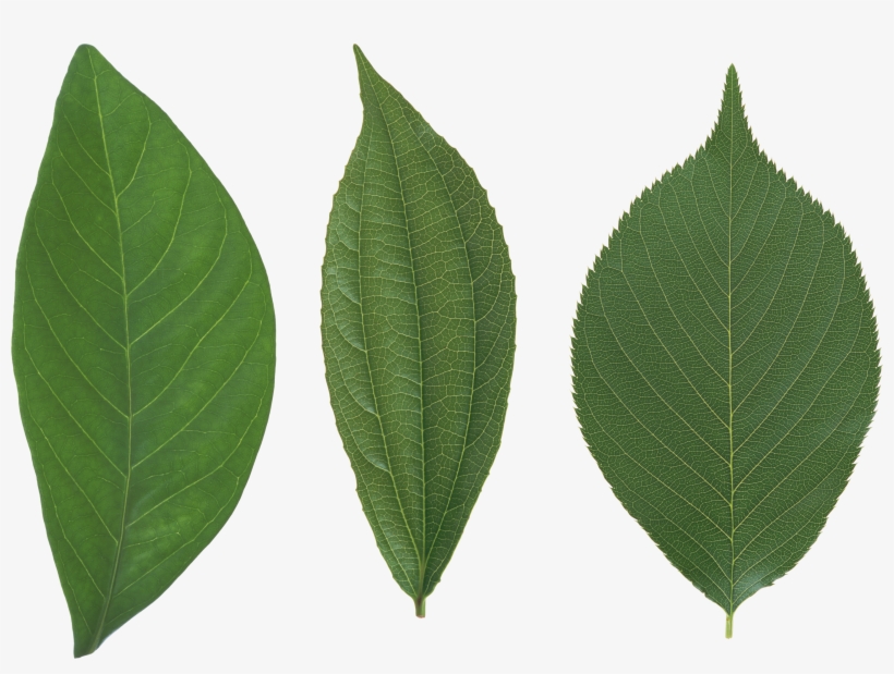 Green Leaf Png - Leaf, transparent png download