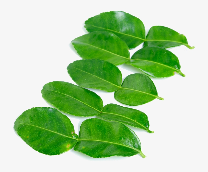 Kaffir Lime Leaves Png High-quality Image - Kaffir Lime Leaf Png, transparent png download