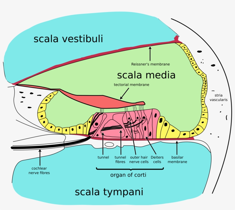 Inner Ear - Organ Of Corti, transparent png download