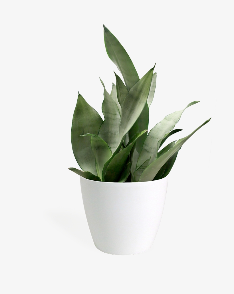 Sansevieria Moonshine Small - Sansevieria, transparent png download