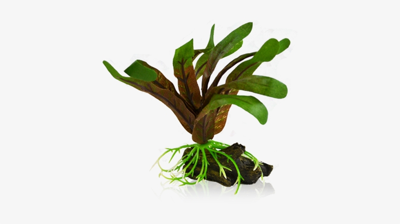 Bettacare Betta Plant Small Cryptocoryne - Aquarium, transparent png download