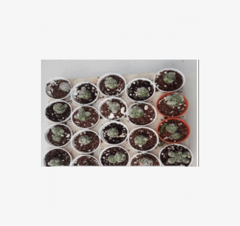 Notocactus Roseoluteus Small Live Succulent Plants - Succulent Plant, transparent png download