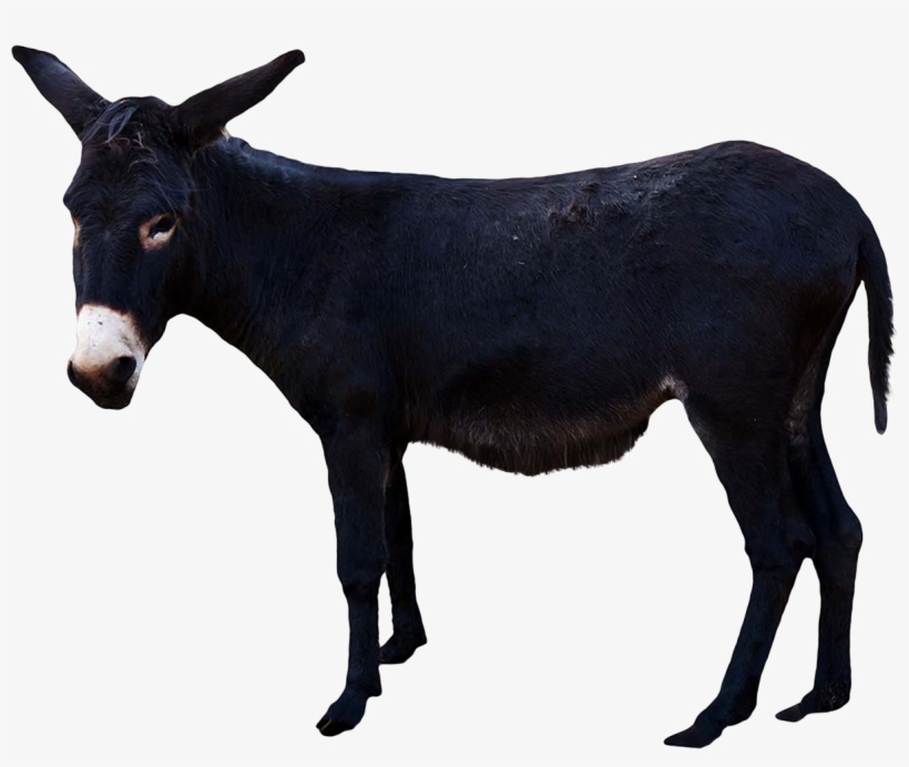 Donkey High Quality Png - Donkey With Transparent Background, transparent png download