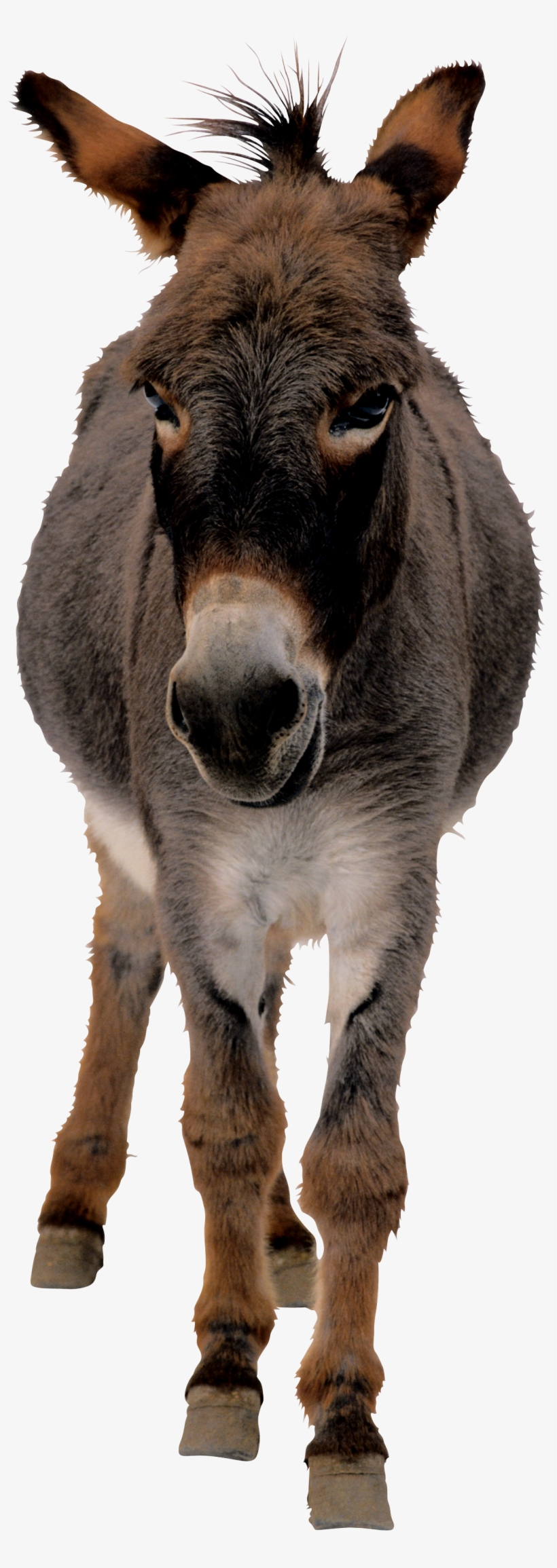 Donkey Png, transparent png download