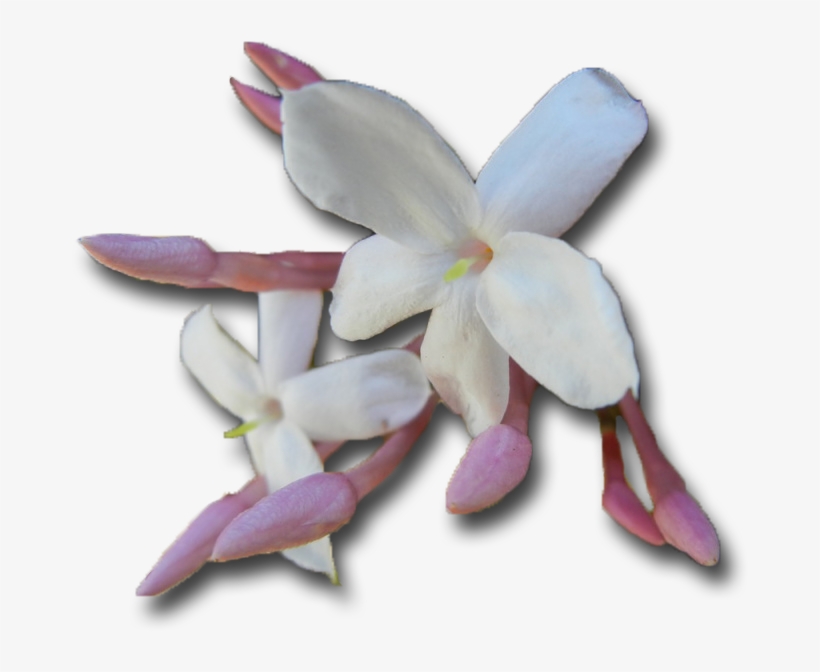 Release The Past, transparent png download