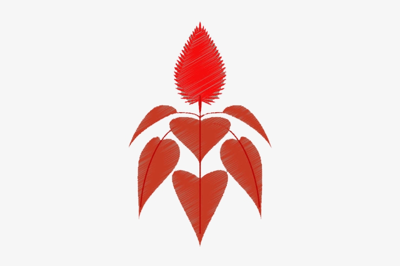 Flowering Tea Of Imported Green Tea, Chrysanthemum - Illustration, transparent png download