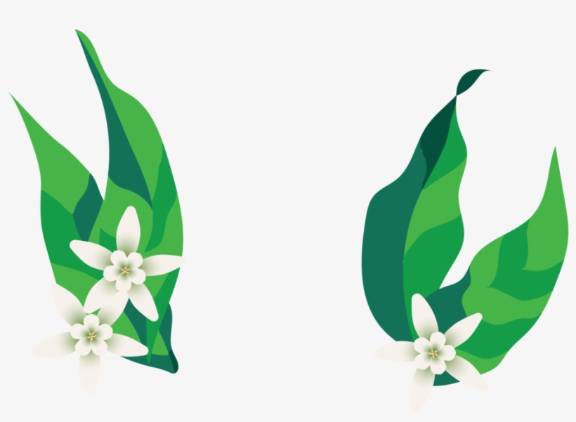 Top Shelf Ethiopia Yachi Kachise - Jasmine, transparent png download