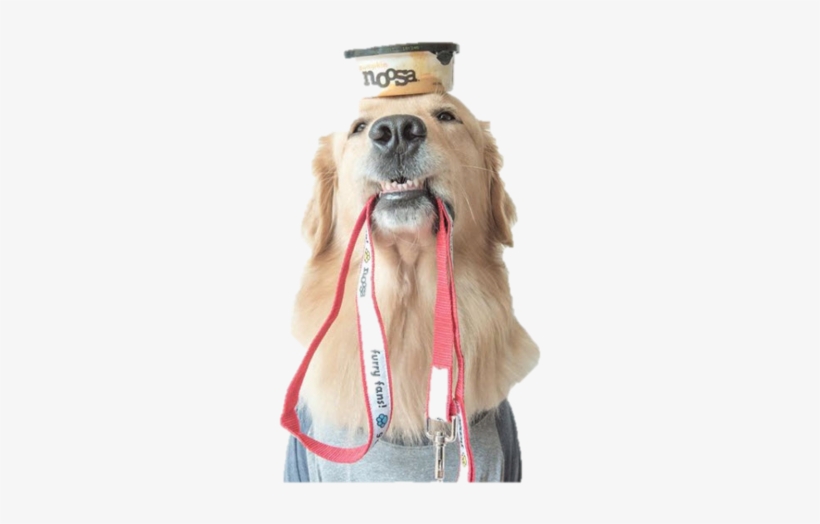 Dog Leash & Collar - Noosa Yoghurt, transparent png download