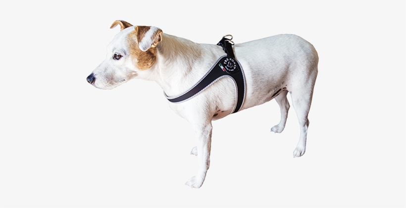 Dog-belt - Treponti Harness, transparent png download