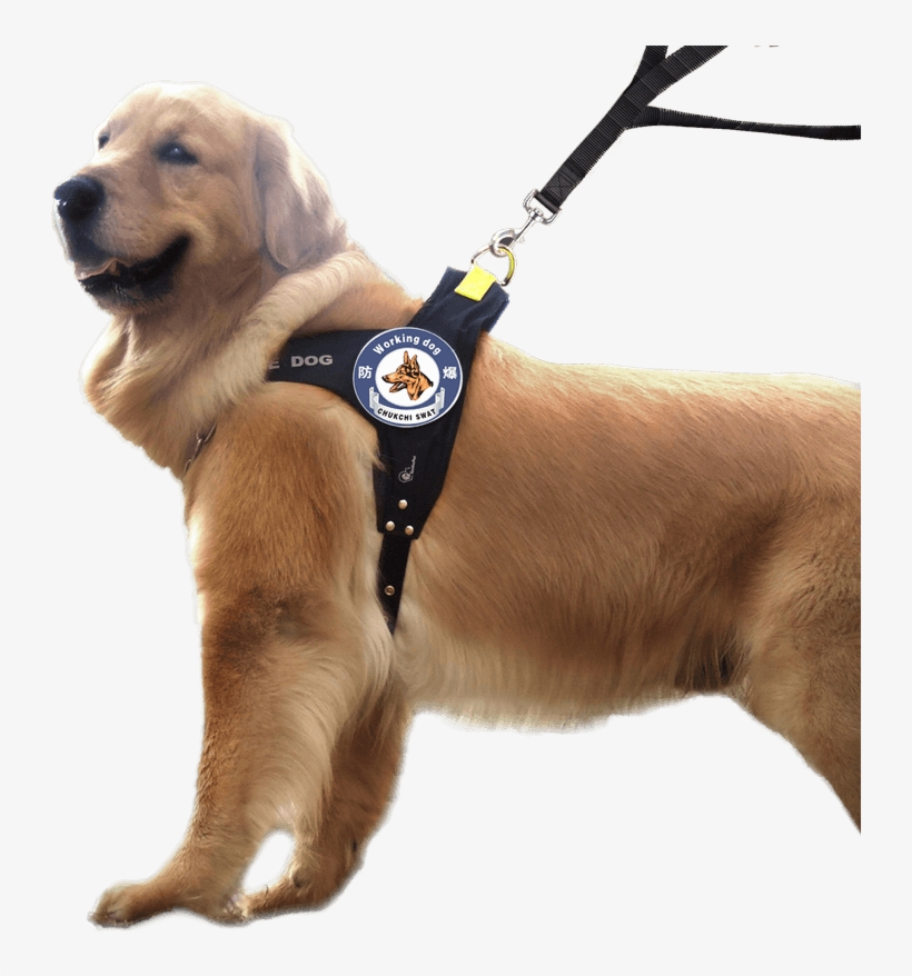 Chukchi Dog Chain Rope Large Dog Leash Dog Chest Strap - Obojek Pro Zlatého Retrívra, transparent png download