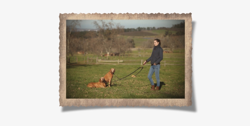 The Simonstown Trainer Dog Lead - Strap, transparent png download