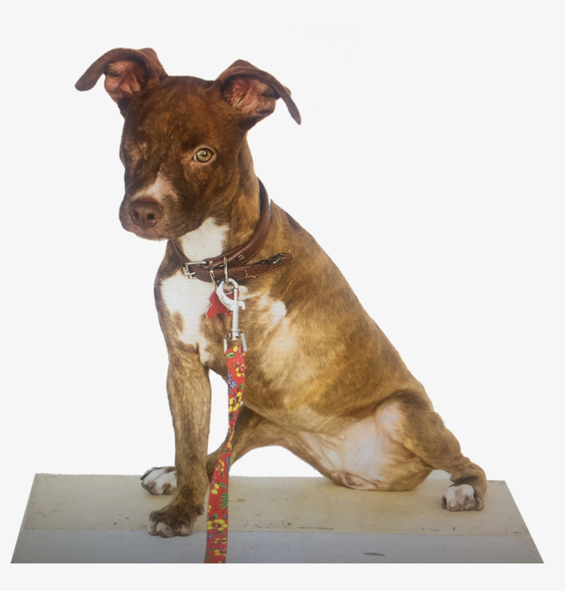 Lucky Leash Of Hope - Treeing Tennessee Brindle, transparent png download