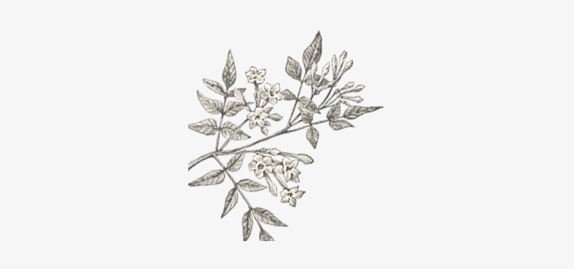 Attachment,attachment Template Default,attachment - Jasmine, transparent png download