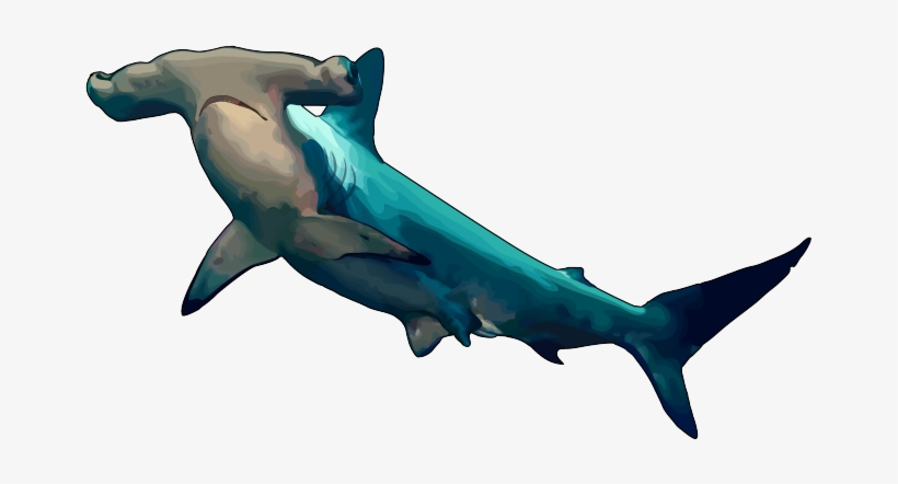 34 Tiburon Martillo - Cuanto Mide El Tiburon Martillo, transparent png download