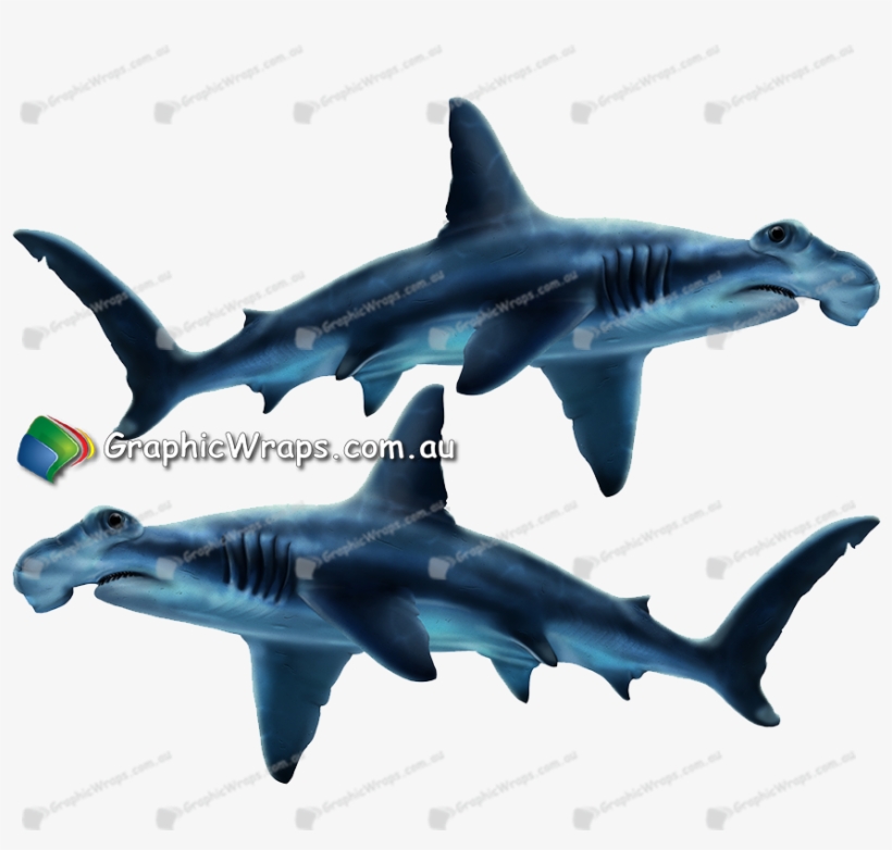 Hammerhead Shark, transparent png download