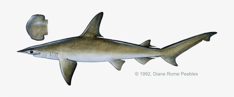 Shark, Bonnethead - Bonnethead Shark Side View, transparent png download