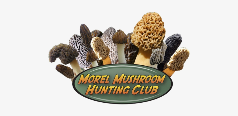 Morel Mushroom Hunting Club Logo - Morel Mushroom Hunting Club, transparent png download