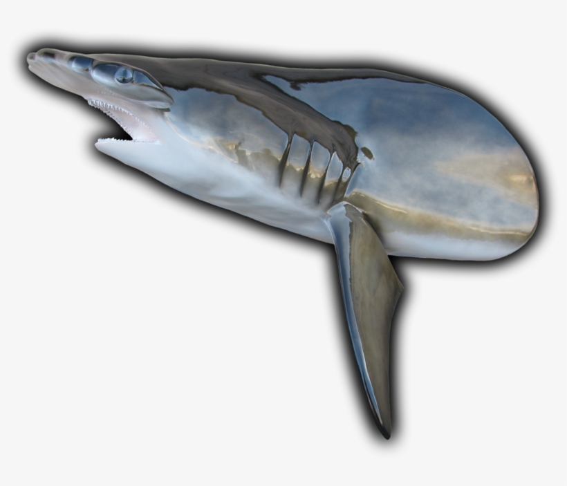 Hammerhead Shark Head Mount Cut From 118" Fish Replica - Tiger Shark, transparent png download