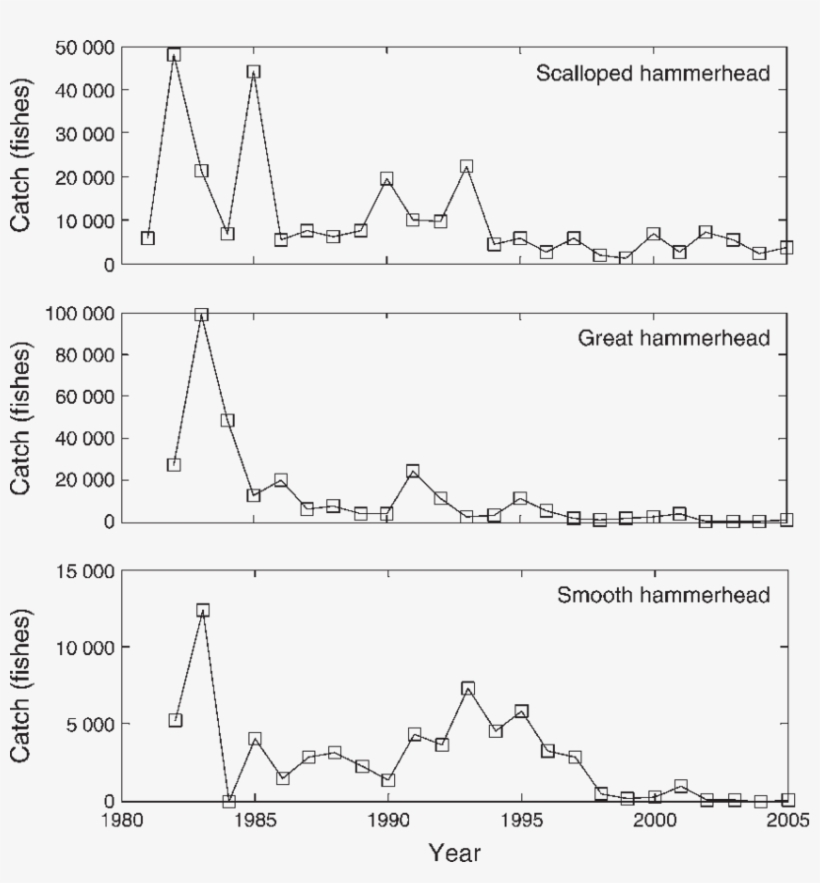 Summarized Catches Of Hammerhead Sharks By Species - Hammerhead Shark Population Levels, transparent png download