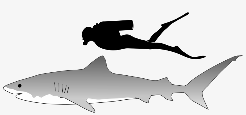 Open - Tiger Shark Size Comparison, transparent png download