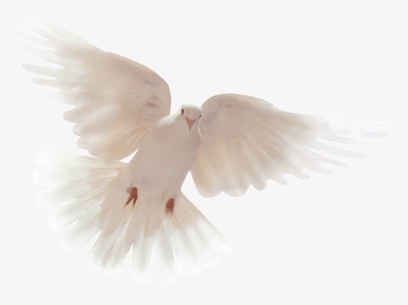 Holy Spirit Dove, transparent png download