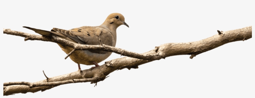 “cold Fronts Often Move Doves From The Central United - Grief, transparent png download