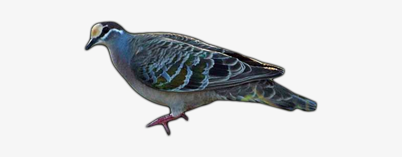 Click Here To See Dove Album - Phaps Chalcoptera, transparent png download