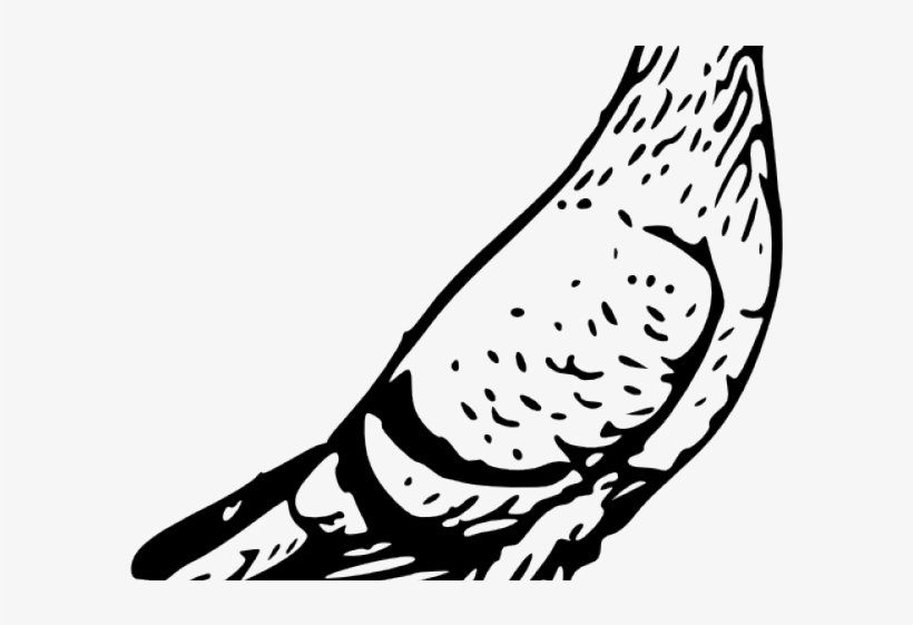 Pigeon Black And White, transparent png download