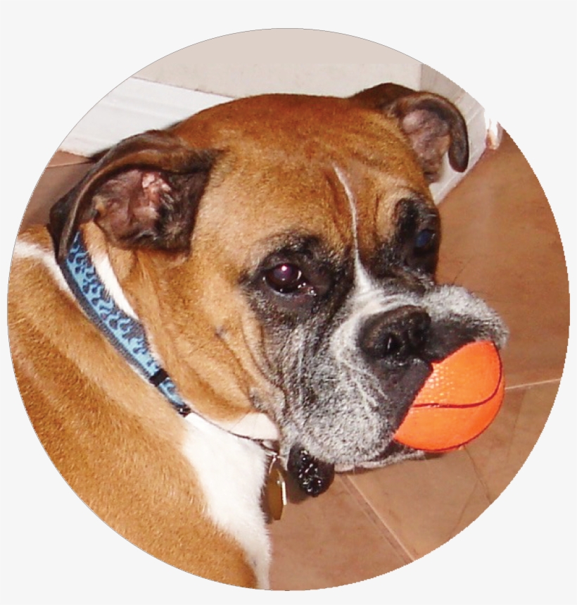 A Poem To My Foster Dog - Portable Network Graphics, transparent png download