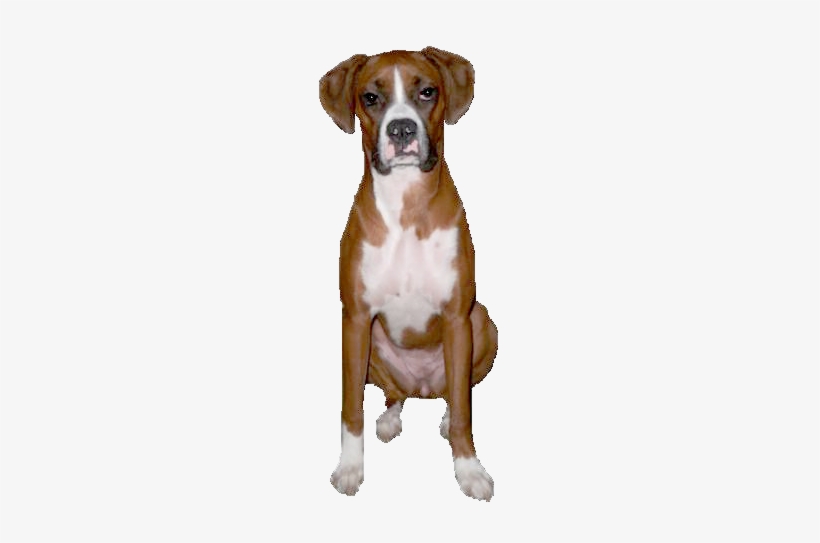 Why Choose A Boxer To Be The Star Of Your Ecard - Boxers Dog Png, transparent png download