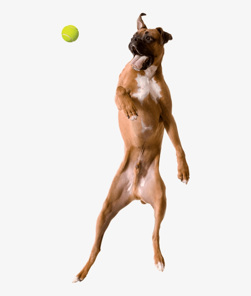 Artevite Dog Jumping - Dog, transparent png download