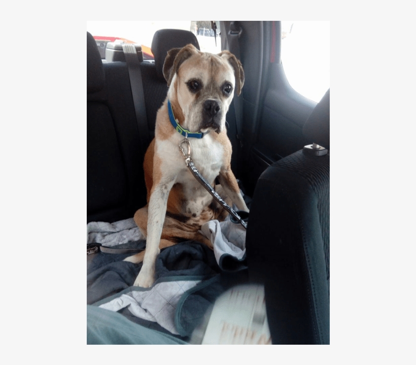 Looking For Love - Boxer, transparent png download