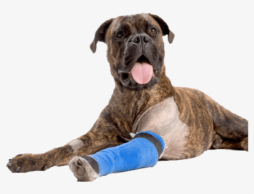 Dog Boxer Asc Bandage Arm852 - Injury Dog, transparent png download