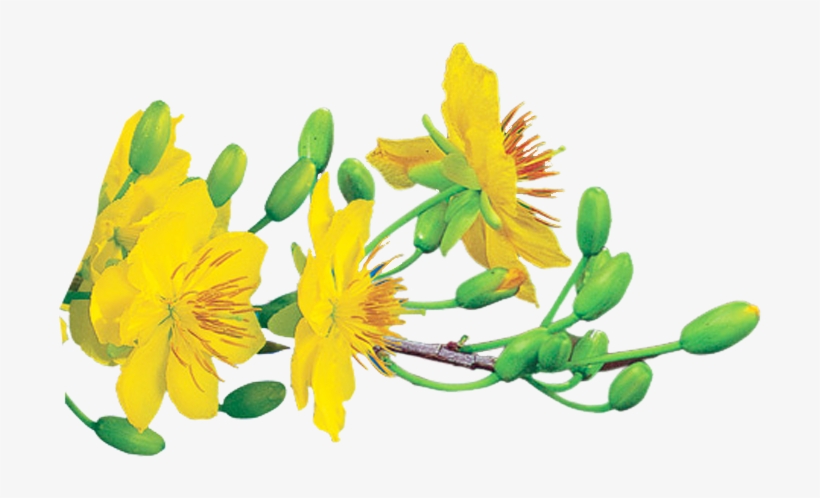 Rãnh Làm Luôn Cho Ae Thiết Kế Nè,thêm Một Số Hình Của - Xuan Giap Ngo 2014, transparent png download