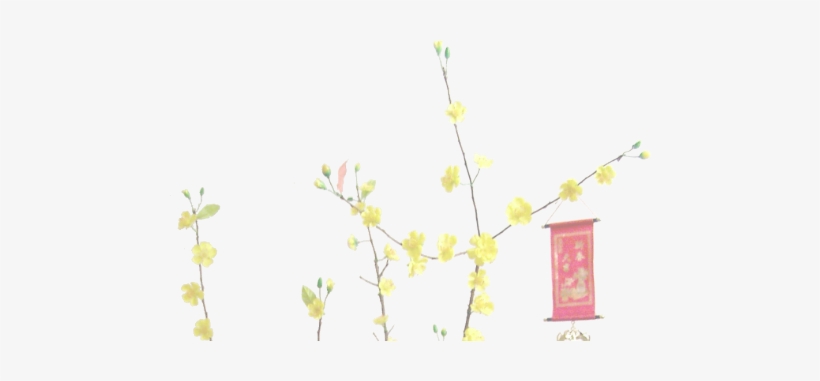 Ochna Integerrima Vietnamese New Year Background - Vietnamese New Year Background, transparent png download