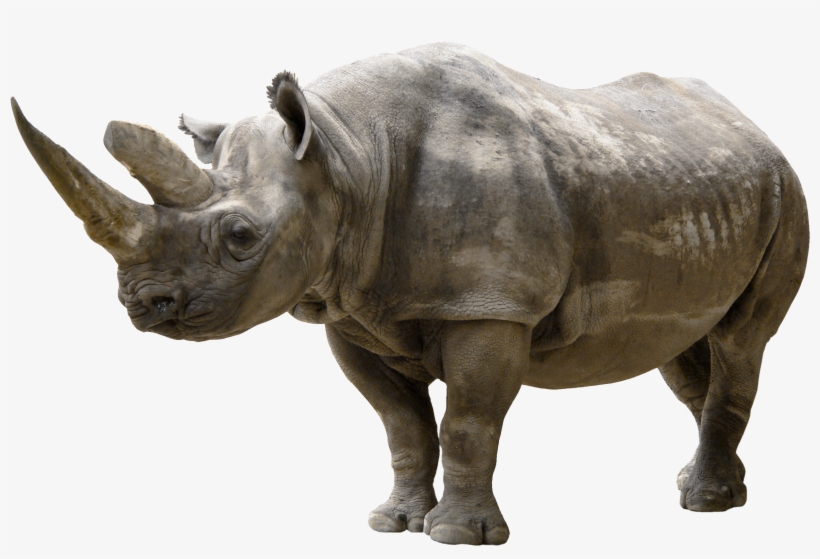 Rhinoceros Png Clip Art - Black Rhinoceros, For The Love Of Animals: Blank 150, transparent png download