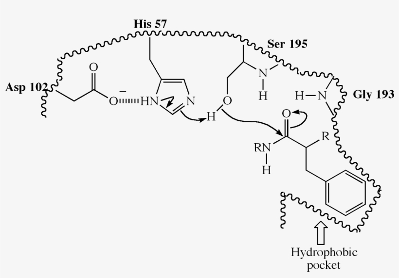 Molecular Recognition03 - Chymotrypsin Hydrophobic Pocket, transparent png download