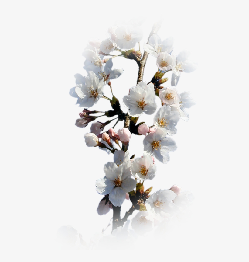 Xuân Nhớ Cố Nhân - Cherry Blossom, transparent png download