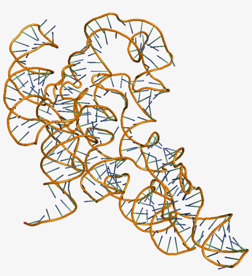 Catalytic Rna Molecules - Rna Molecule Png, transparent png download
