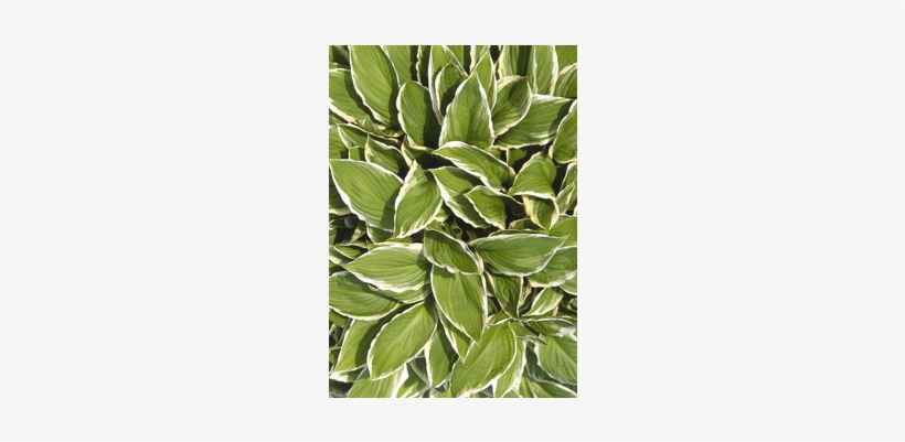 Hostas, 250 Piece Wentworth Wooden Jigsaw Puzzle - 1000 Piece Jigsaw Puzzle, transparent png download