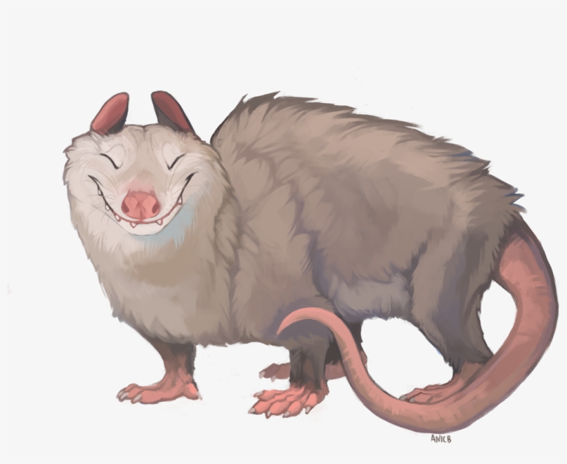 Opossum - Fur, transparent png download