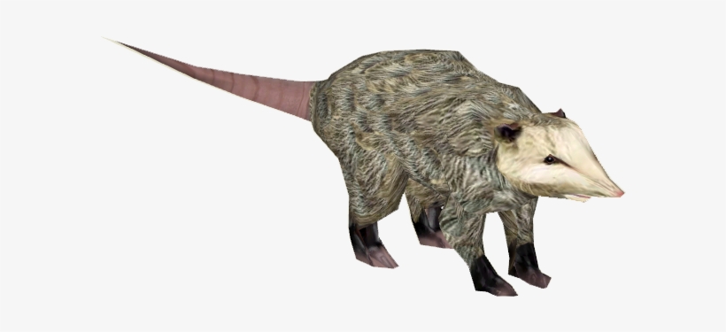 North American Opossum - Wiki, transparent png download