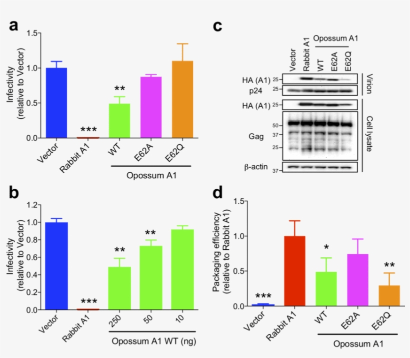 Representative Single Cycle Assays With Wt Opossum - Assay, transparent png download