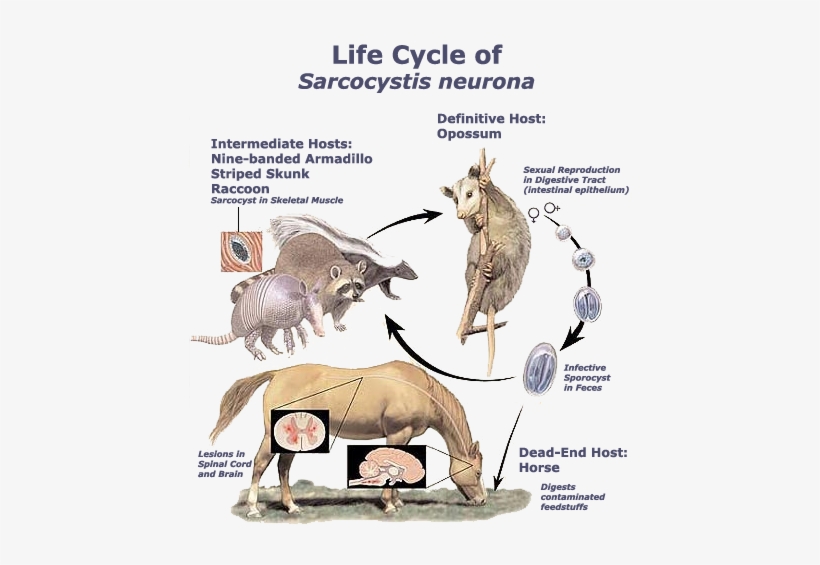The Life Cycle Of Sarcocystis Neurona Is Dependent - Sarcocystis Neurona Life Cycle, transparent png download