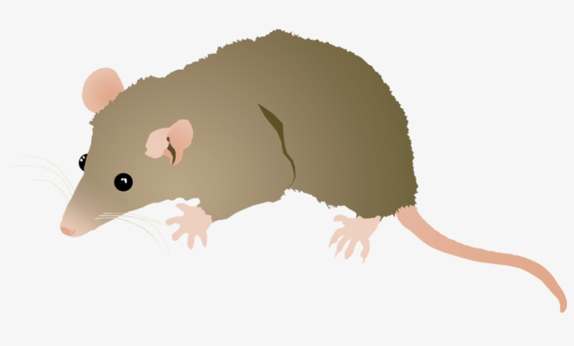 Illustration - Zebrafish Advantages, transparent png download