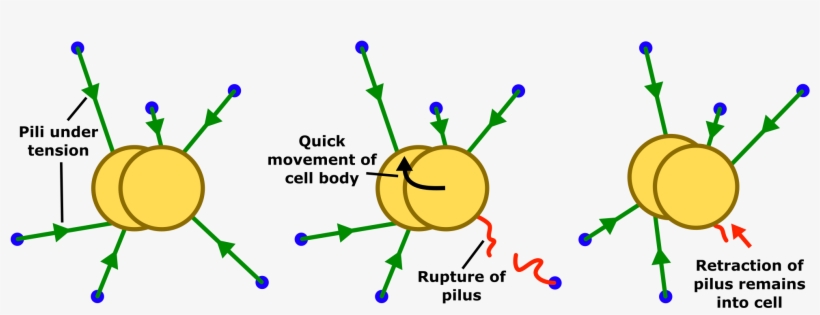 Open - Twitching Motility Bacteria, transparent png download