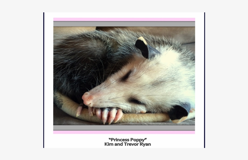 1 - Common Opossum, transparent png download