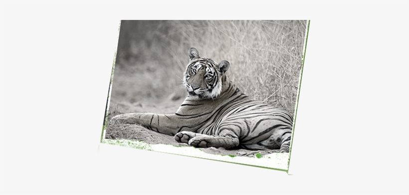Ranthambore National Park, transparent png download