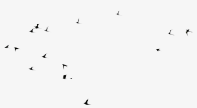 Birds And Animals By Annamae22 On Clipart Library - Flock Of Birds Psd, transparent png download