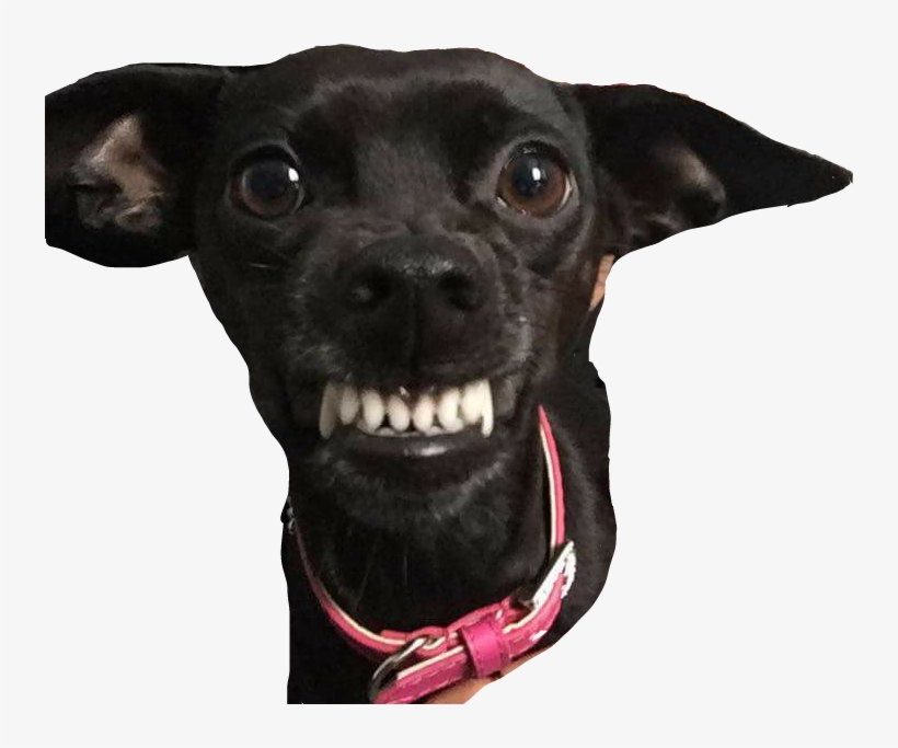 Companion Dog, transparent png download